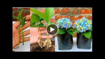 How to grow hydrangea branch cuttings with full Updates | Hydrangea flower