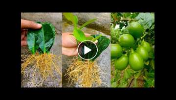 How to grow lemon tree from lemon leaves - With Full Update